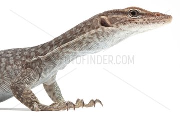 Portrait of Black headed Monitor on a white background