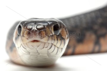 Central American Indigo Snake on white background