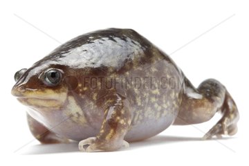 Marbled Shovelnose Frog on white background