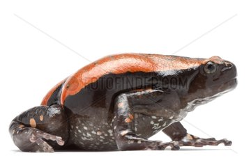 West African Rubber Frog on white background
