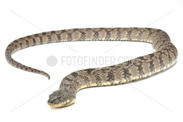 Brown Water Snake on white background