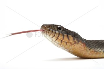 Portrait of Florida Green Water Snake on white background