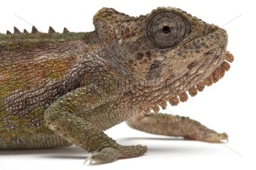 Portrait of Transvaal Dwarf Chameleon on white background