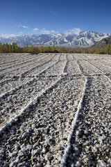 Plowed field under snow in Ladakh India