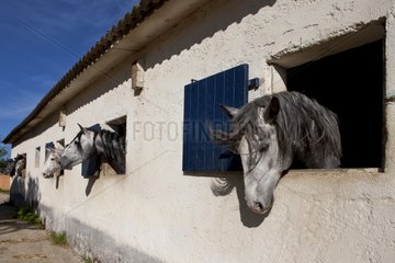 Lusitanian horses to the breeding of Real in the Gard France