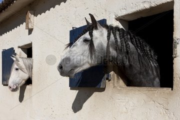 Lusitanian horses to the breeding of Real in the Gard France