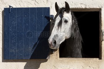 Lusitanian horse to the breeding of Real in the Gard France
