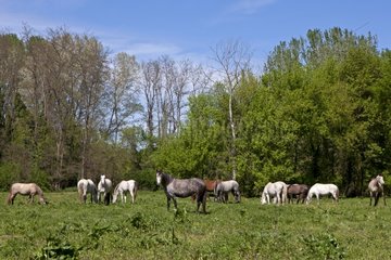 Lusitanian horses in a meadow Breeding of Real Gard France