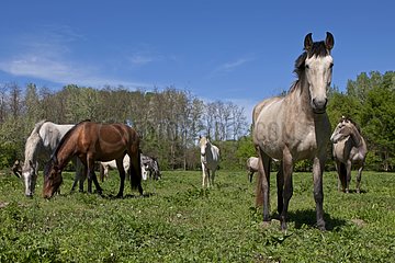 Lusitanian horses in a meadow Breeding of Real Gard France