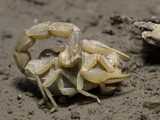 Yellow scorpion
