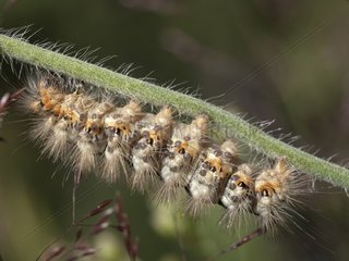 Caterpillar on a stem in the Alps