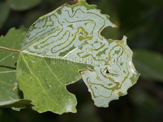 Galleries of the aspen leaf-miner caterpillar in the Alps