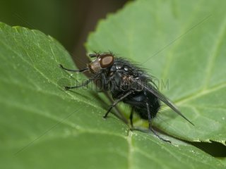 European bluebottle blowfly on a leaf