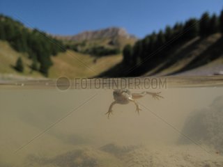 Young Common Frog swimming in a mountain lake France