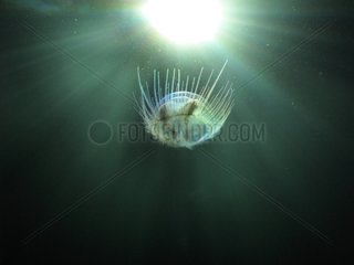 Freshwater jellyfish in a gravel pit along the Rhone