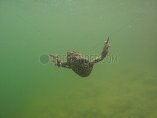 Common toad swimming in a lake France