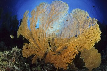 Gorgonian fan in reef Walindi Bismark Archipelago
