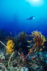 Diver and Feather Srar Walindi Bismark Archipelago