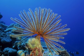 Feather Srar on reef Walindi Bismark Archipelago