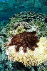 Crown-of-Thorns feeding on Coral Walindi Bismark Archipelago