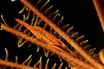 Crinoid's commensal shrimp Walindi Bismark Archipelago