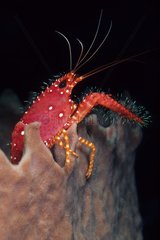 Red reef lobster on barrel spongeWalindi Bismark Archipelago