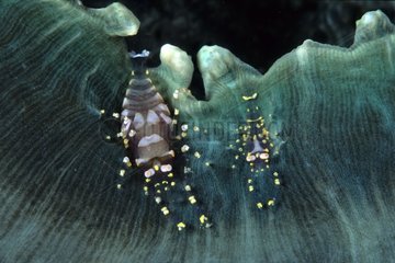 Commensal shrimps on disc anemoneWalindi Bismark Archipelago