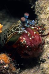 Mantis shrimp with eggs Walindi Bismark Archipelago