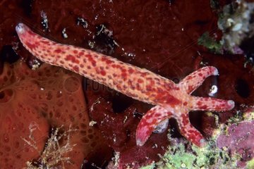 Spotted linckia with new arms Walindi Bismark Archipelago
