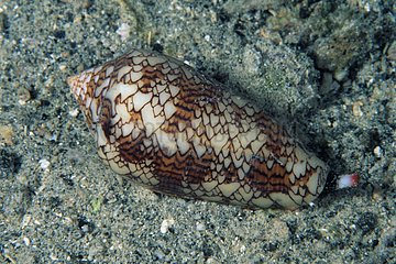 Cone shell on reef Walindi Bismark Archipelago
