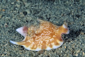 Conch shell on sand Walindi Bismark Archipelago