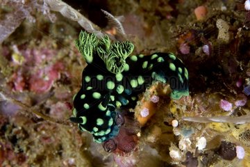 Nudibranch on reef Raja Ampat Islands