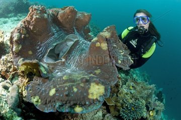 Scuba diver with giant clam Raja Ampat Islands