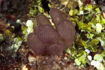 Invertebrate reef Raja Ampat Islands