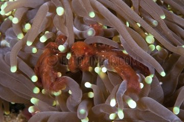Orang-utan crab on anemones Raja Ampat Islands