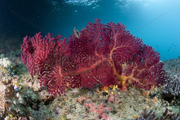 Gorgonian sea fan on reef Raja Ampat Islands