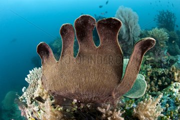 Sponge like hand on reef Raja Ampat Islands