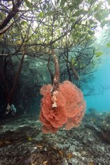 Sea Fan in mangrove Raja Ampat Islands