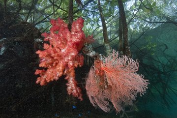 Soft Coral and Sea Fan in mangrove Raja Ampat Islands