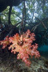 Soft Coral in mangrove Raja Ampat Islands