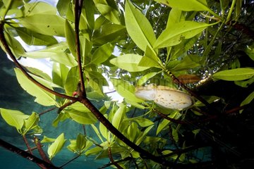 Broadclub cuttlefish and mangrove's leave Raja Ampat Islands