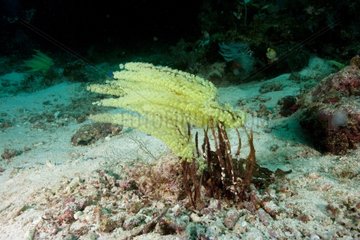 Ascidian on bottom Raja Ampat Islands