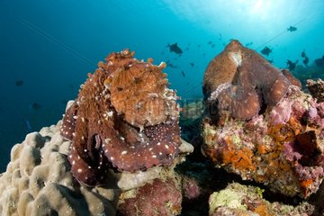Octopus mating on reef Maldives Indian Ocean