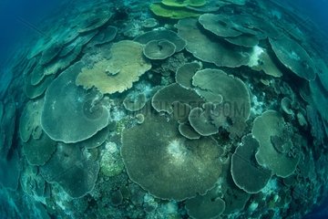 Hard Corals on reef Maldives