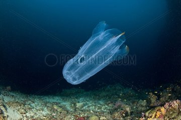 Comb jelly on reef Maldives