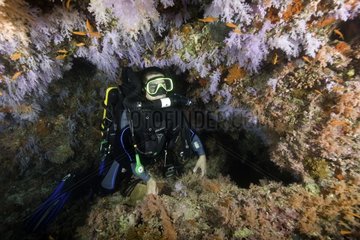 Rebreather diver and Soft Coral Maldives Indian Ocean