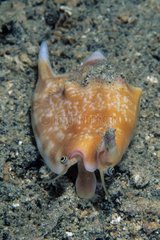 Conch shell on sand Walindi Bismark Archipelago