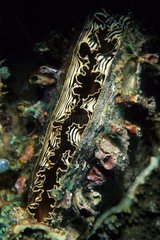 Comb pen shell on reef Walindi Bismark Archipelago
