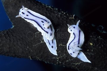 Couple of Chromodoris nudibranch Walindi Bismark Archipelago