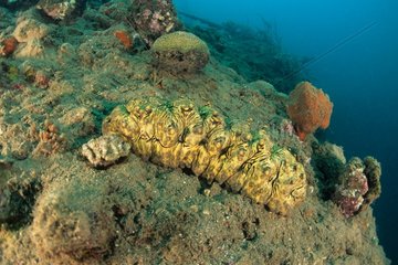 Sea Cucumber on reef Witu Islands Bismark Archipelago